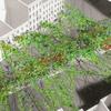One of the ideas submitted for 'By the City/For the City': a hanging garden over empty lots and traffic islands in Petrosino Square in Manhattan.